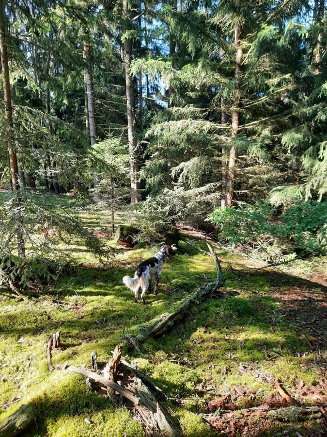 Forest Paradise Stružná Extérieur photo